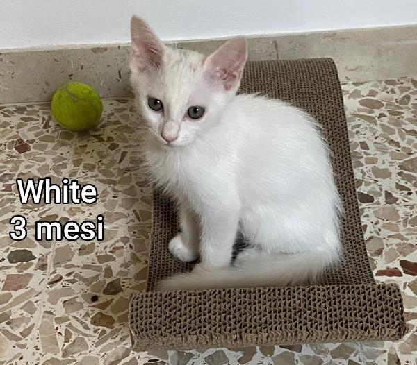 Gattini abbandonati! Urgente  Foto 4