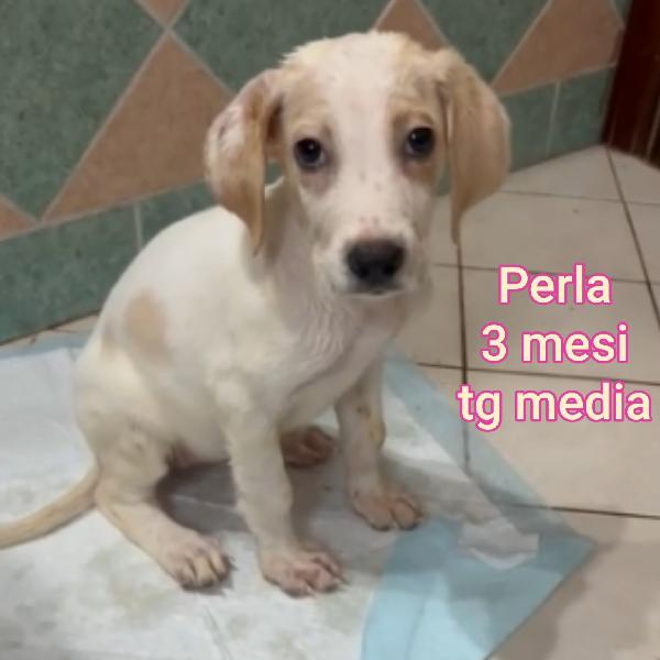 Stupendi cuccioli! 2 mesi Foto 6