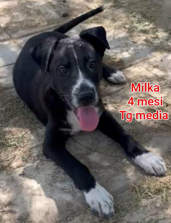 Stupendi cuccioli! 2 mesi Foto 7