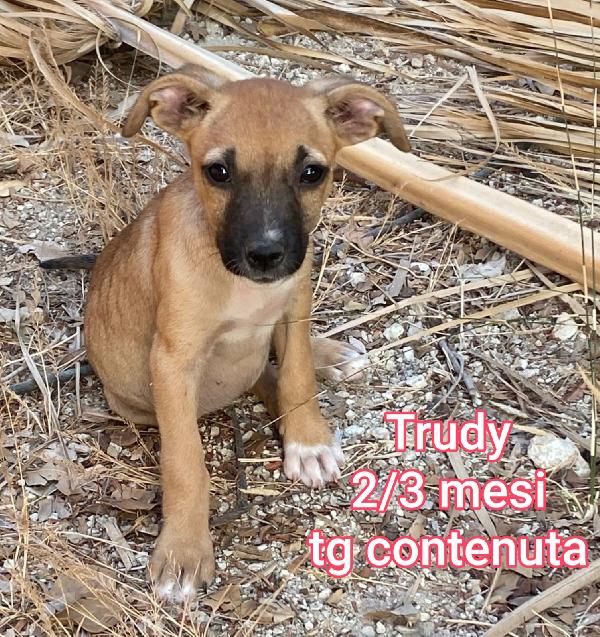 Stupendi cuccioli! 2 mesi Foto 8