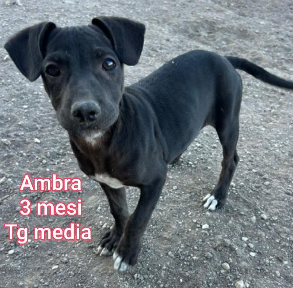 Stupendi cuccioli! 2 mesi Foto 9