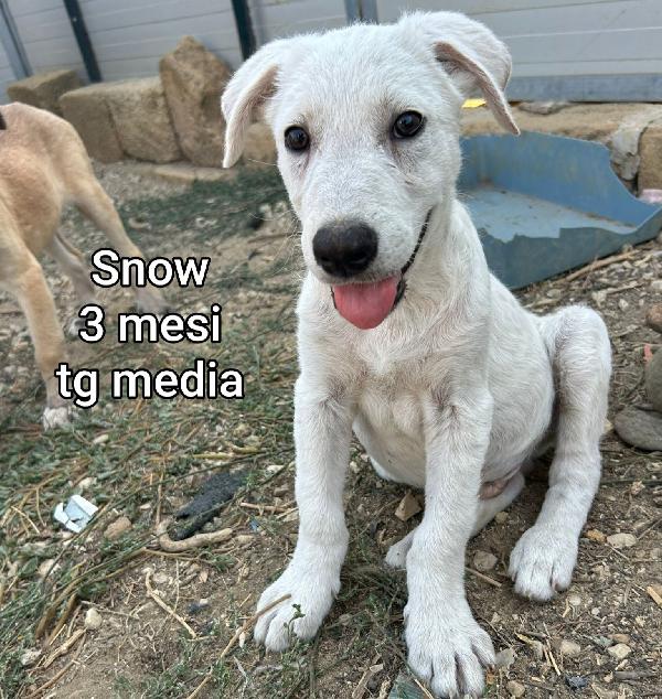 Stupendi cuccioli! 2 mesi Foto 10