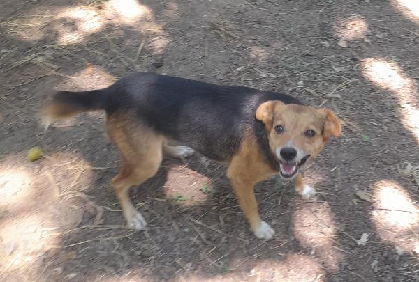 🐾💛Carletto splendido giovanotto cerca casa 🏠 Foto 2