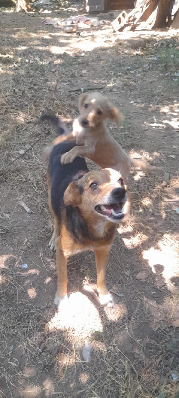 🐾💛Carletto splendido giovanotto cerca casa 🏠 Foto 3