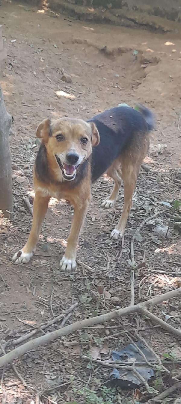 🐾💛Carletto splendido giovanotto cerca casa 🏠 Foto 4