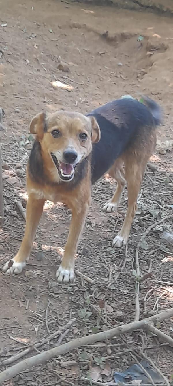 🐾💛Carletto splendido giovanotto cerca casa 🏠 Foto 5