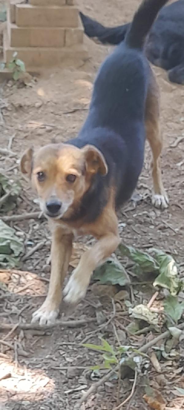 🐾💛Carletto splendido giovanotto cerca casa 🏠 Foto 6