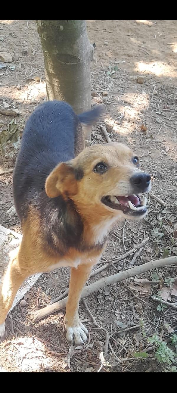 🐾💛Carletto splendido giovanotto cerca casa 🏠 Foto 7