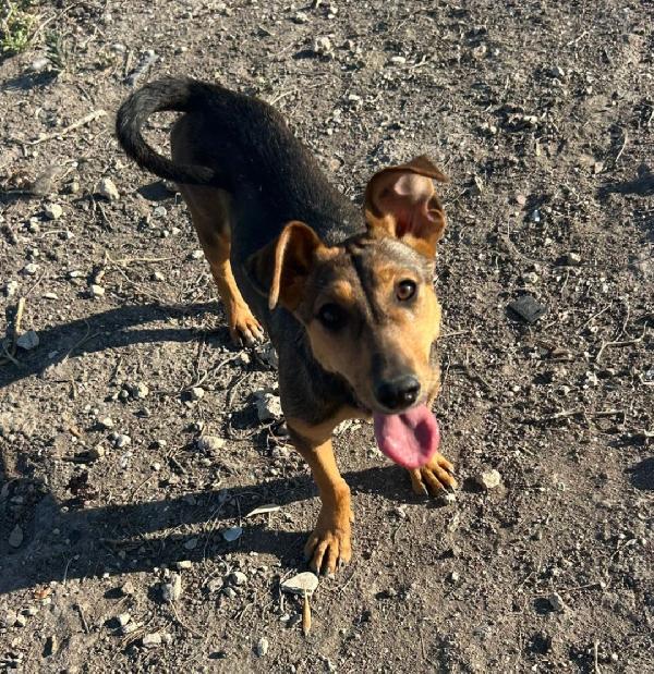 Lulú, cagnolina piccola taglia Foto 4
