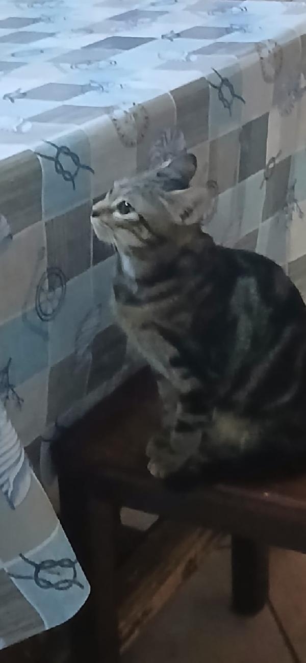 Micini 3Mesi (Grigi,Bianco ..) Sicilia Urgente Aiuto 