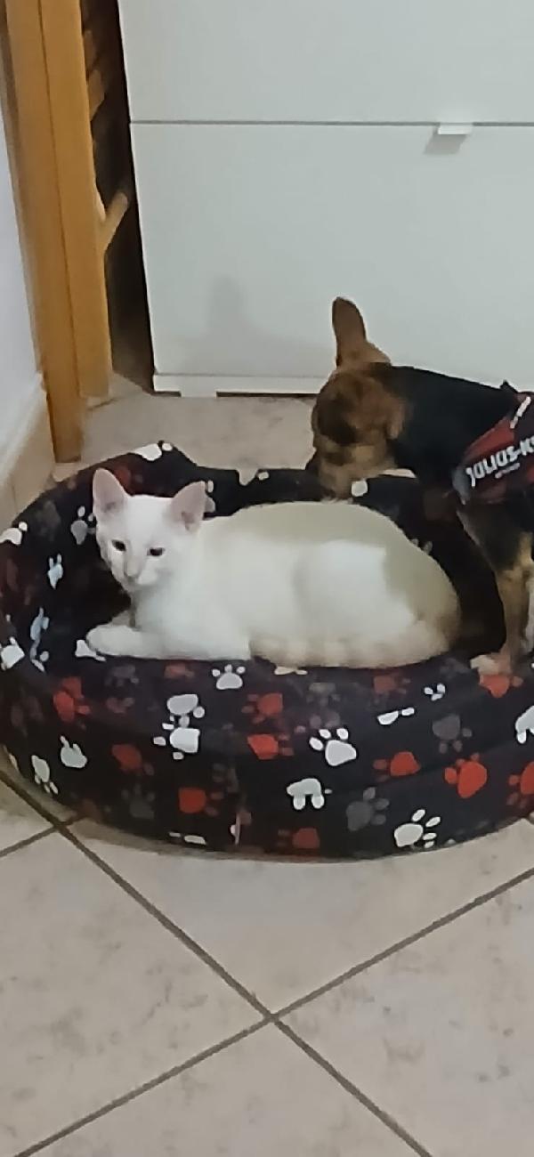 Micini 3mesi (grigi,bianco ..) SICILIA URGENTE AIUTO  Foto 2