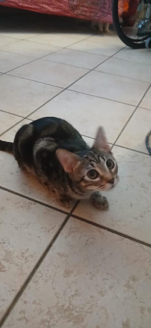Micini 3mesi (grigi,bianco ..) SICILIA URGENTE AIUTO  Foto 3