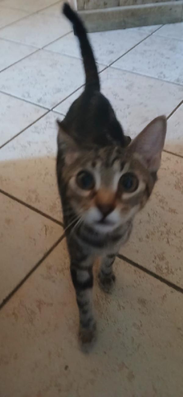 Micini 3mesi (grigi,bianco ..) SICILIA URGENTE AIUTO  Foto 4