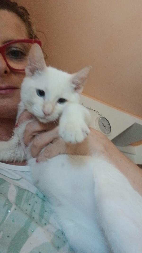 Micini 3mesi (grigi,bianco ..) SICILIA URGENTE AIUTO  Foto 5