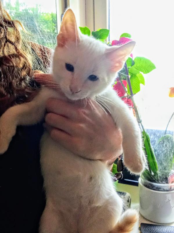 Micini 3mesi (grigi,bianco ..) SICILIA URGENTE AIUTO  Foto 7