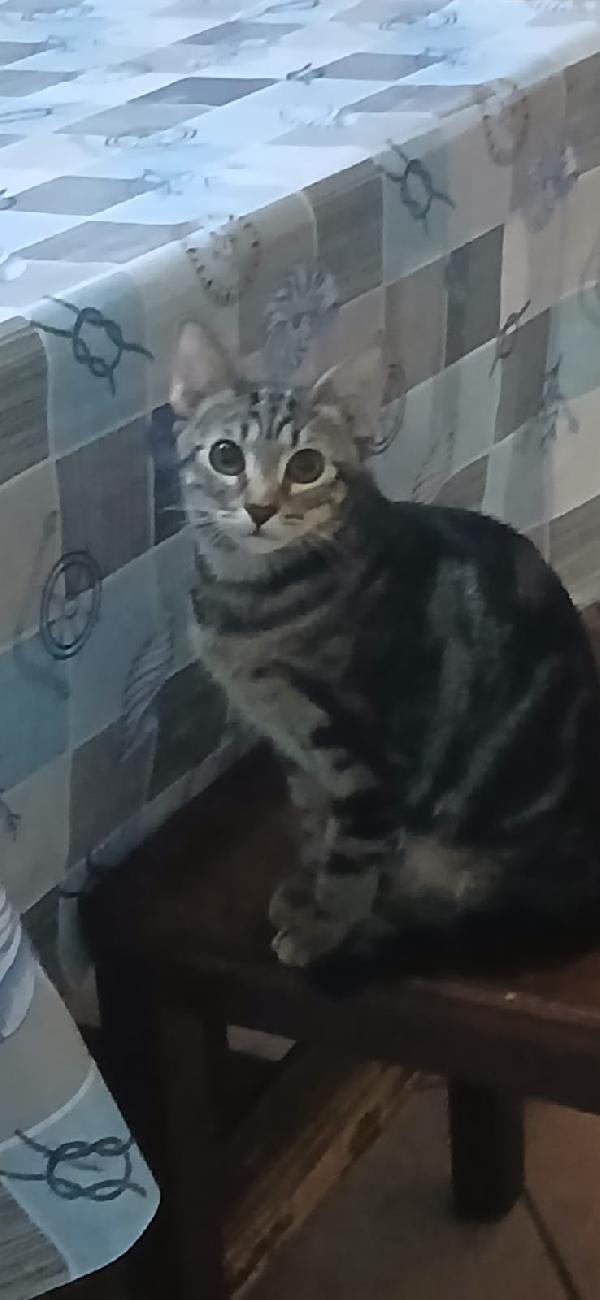 Micini 3mesi (grigi,bianco ..) SICILIA URGENTE AIUTO  Foto 9