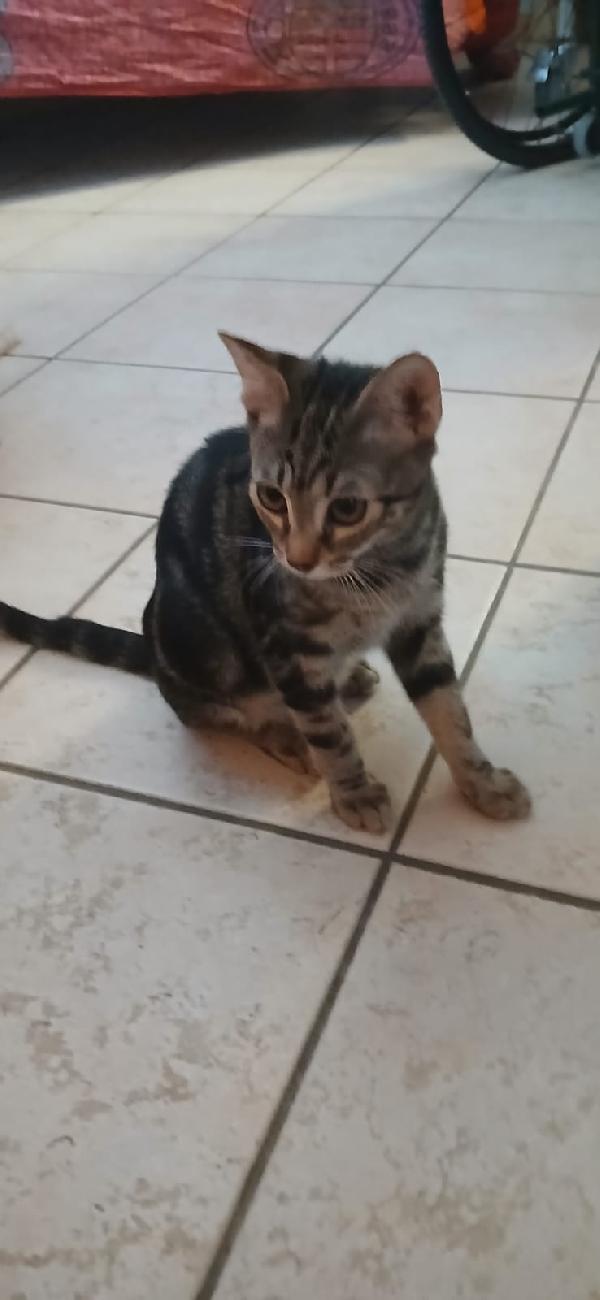Micini 3mesi (grigi,bianco ..) SICILIA URGENTE AIUTO  Foto 10