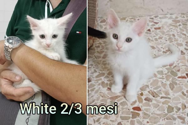 Troppi Gattini Senza Casa
