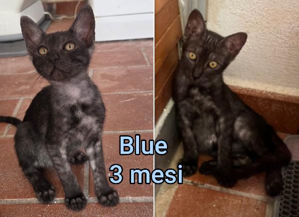 Troppi gattini senza casa Foto 4