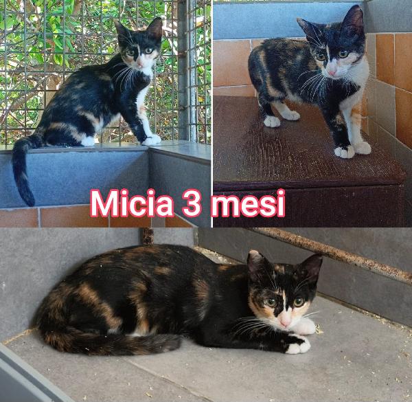Troppi gattini senza casa Foto 5