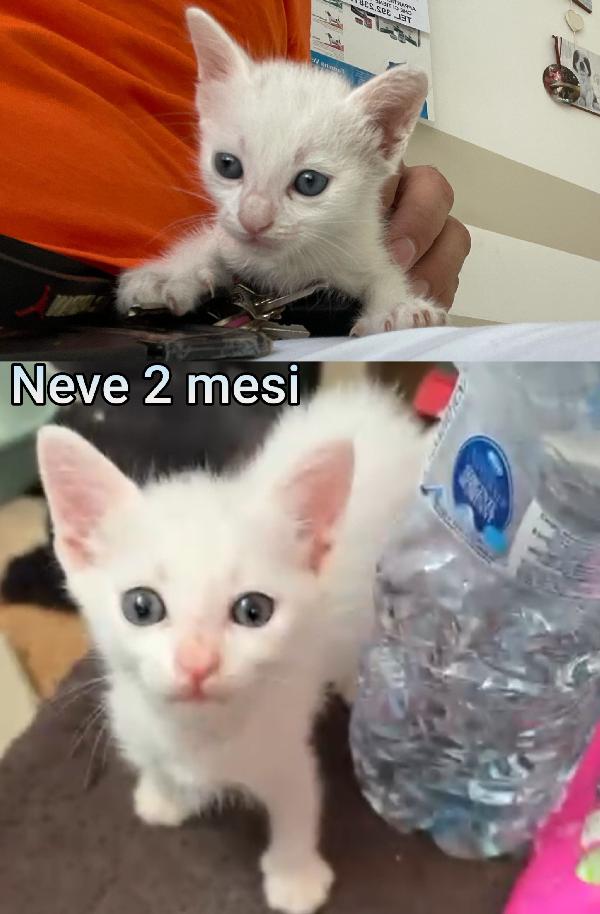 Troppi gattini senza casa Foto 6