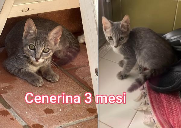 Troppi gattini senza casa Foto 7