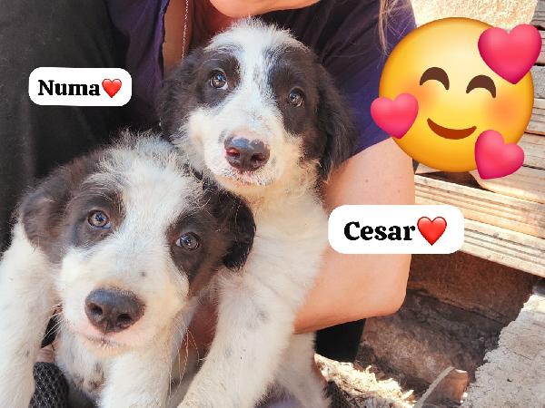 🐾💛Cesar splendido cucciolo 🏠💕 Foto 2