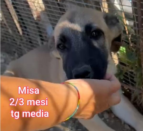 Adozioni cuccioli di 2/3mesi Foto 5