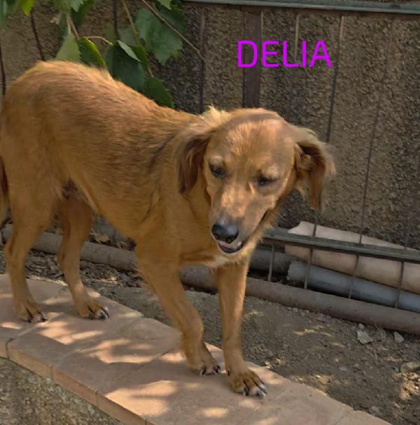 🐾💛Delia dolcissima cagnolina cerca casa 🏠💕 Foto 4