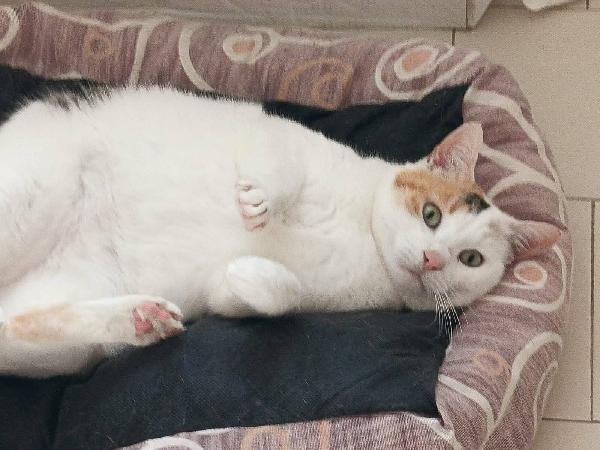 🌸 GISELLE, DOLCISSIMA GATTA, CERCA CONDIVISIONI e/o ADOZIONE 🌸 Foto 2