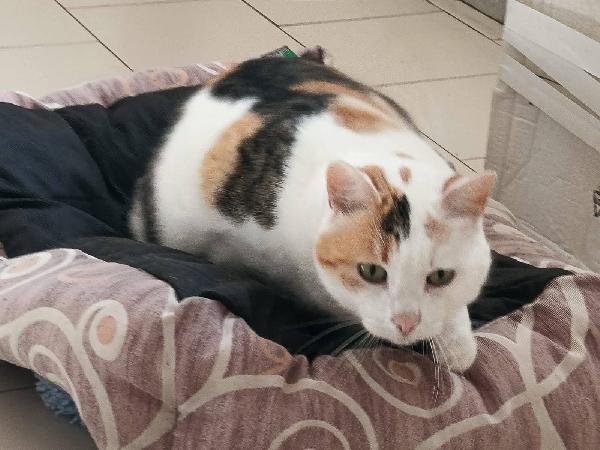 🌸 GISELLE, DOLCISSIMA GATTA, CERCA CONDIVISIONI e/o ADOZIONE 🌸 Foto 3