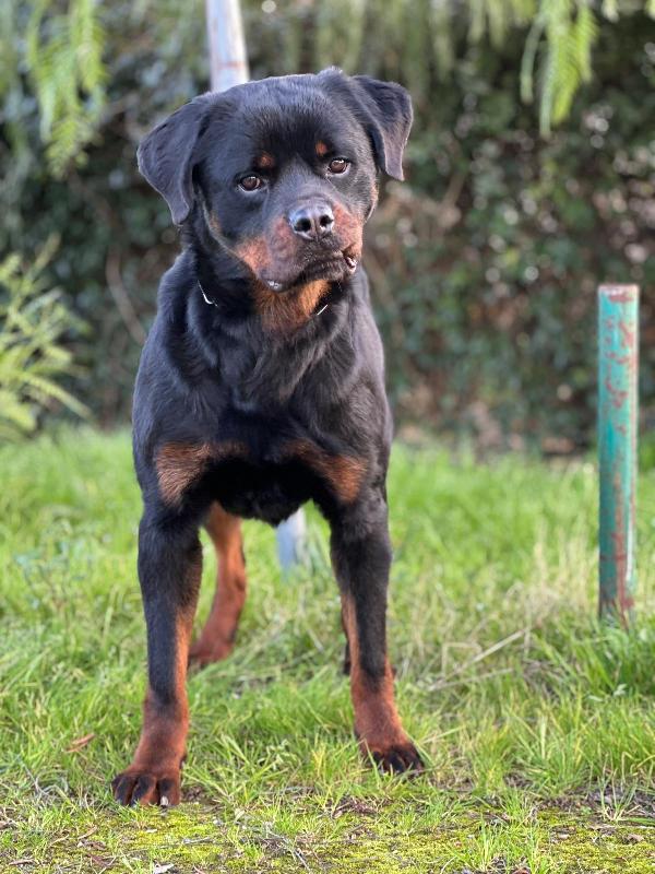 Victor Splendido Giovane Rottweiler Cerca Famiglia
