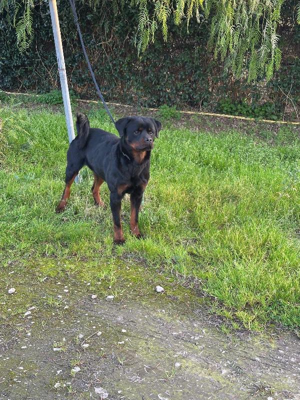 VICTOR SPLENDIDO GIOVANE ROTTWEILER CERCA FAMIGLIA Foto 2