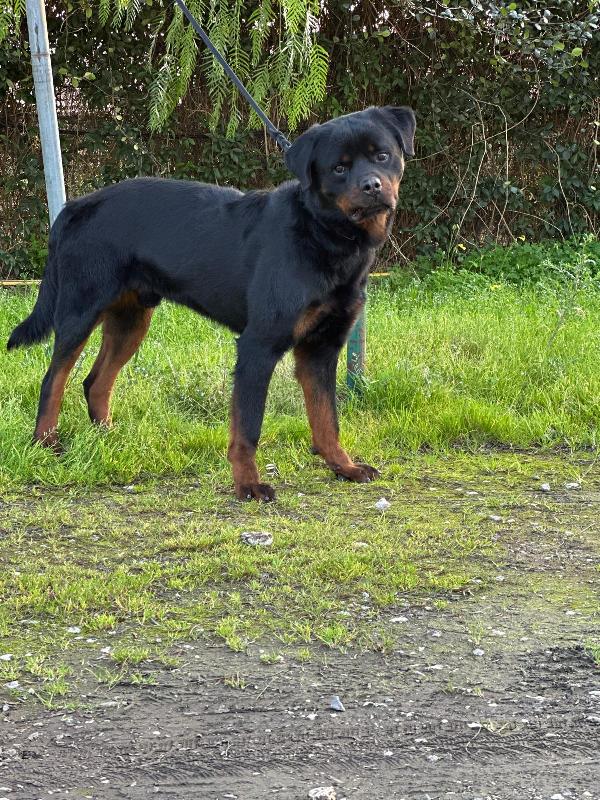 VICTOR SPLENDIDO GIOVANE ROTTWEILER CERCA FAMIGLIA Foto 3