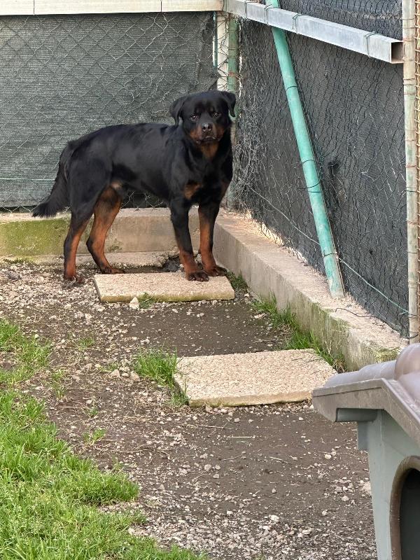 VICTOR SPLENDIDO GIOVANE ROTTWEILER CERCA FAMIGLIA Foto 4
