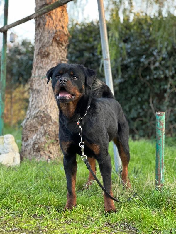 VICTOR SPLENDIDO GIOVANE ROTTWEILER CERCA FAMIGLIA Foto 5