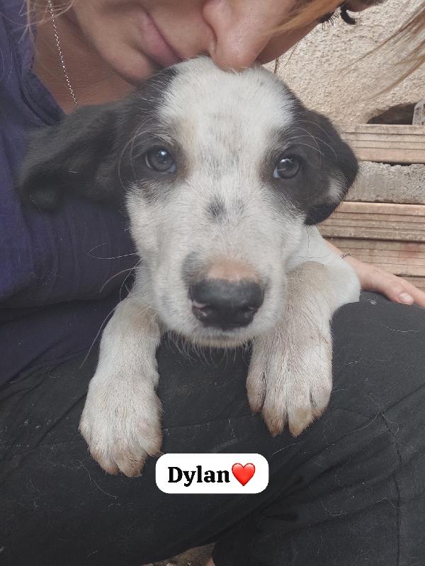 🐾💛Dylan Dolce Cucciolo Cerca Casa 🏠💕