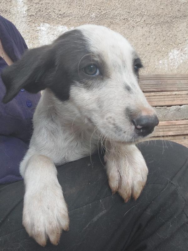 🐾💛Dylan dolce cucciolo cerca casa 🏠💕 Foto 2