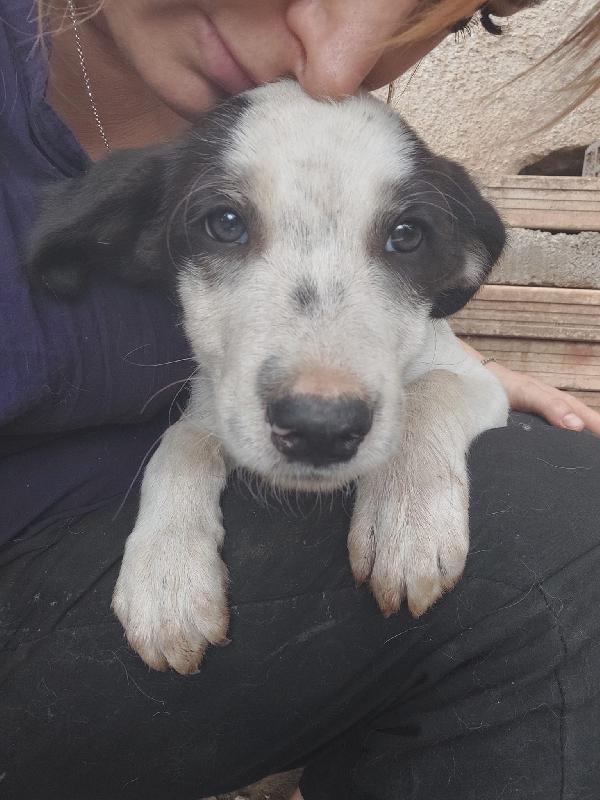 🐾💛Dylan dolce cucciolo cerca casa 🏠💕 Foto 5