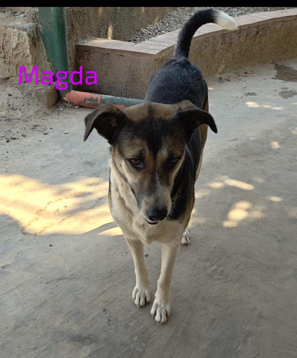 🌸🐾 Magda meravigliosa cagnolona cerca casa 🏠💕 Foto 3