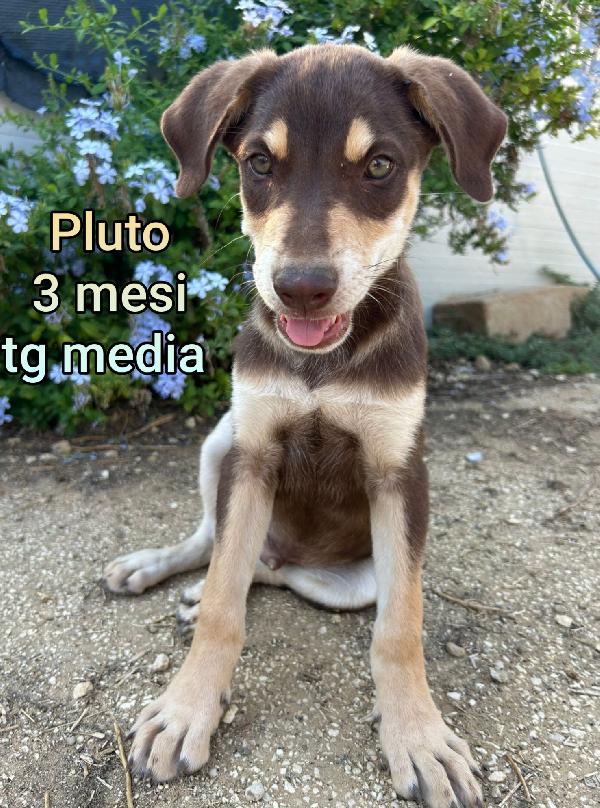 Aiutate Questi Cuccioli 