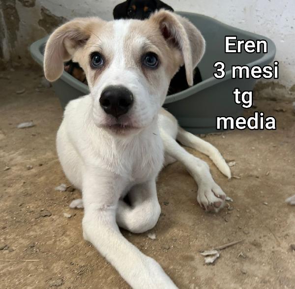 AIUTATE QUESTI CUCCIOLI  Foto 2