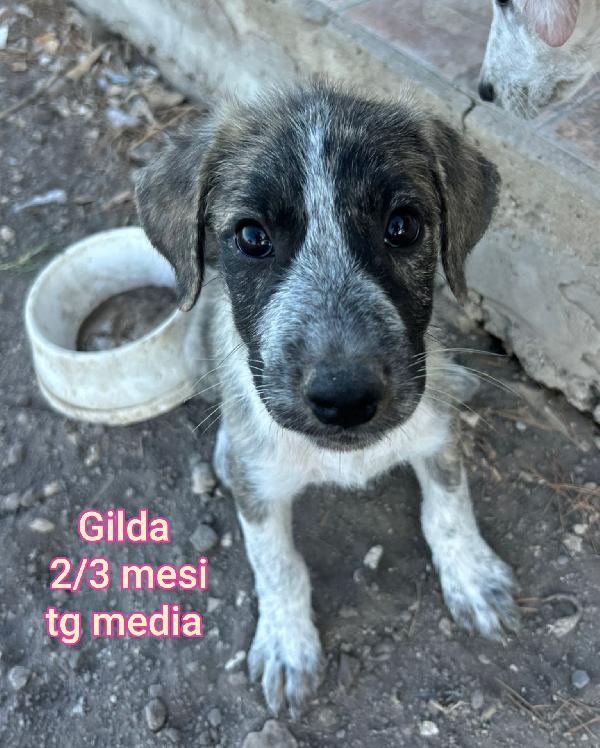 AIUTATE QUESTI CUCCIOLI  Foto 6