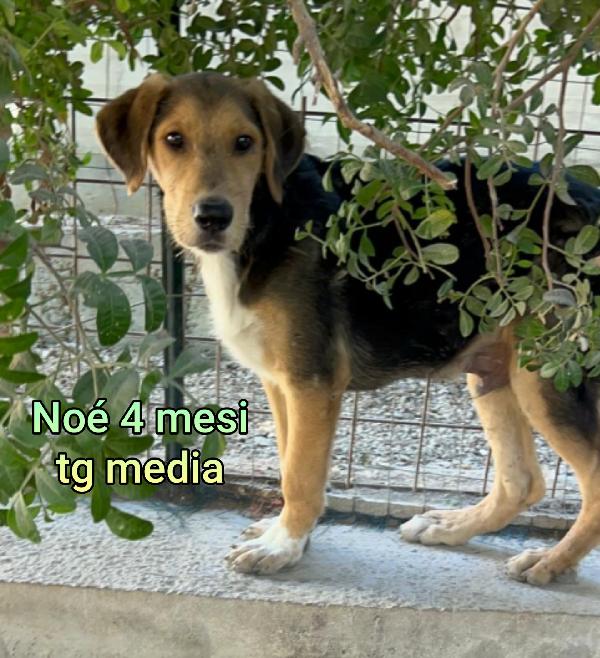 AIUTATE QUESTI CUCCIOLI  Foto 8