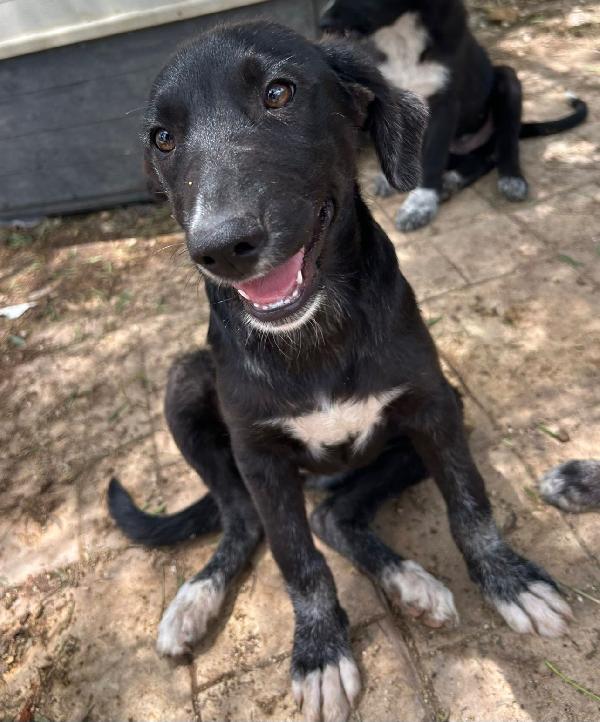 Pimpa: 4 mesi, sola ed esclusa Foto 2