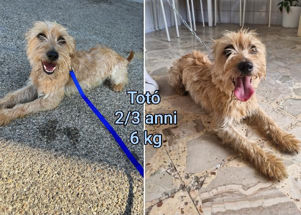 Cagnolini tg. piccola&mediopiccola  Foto 2