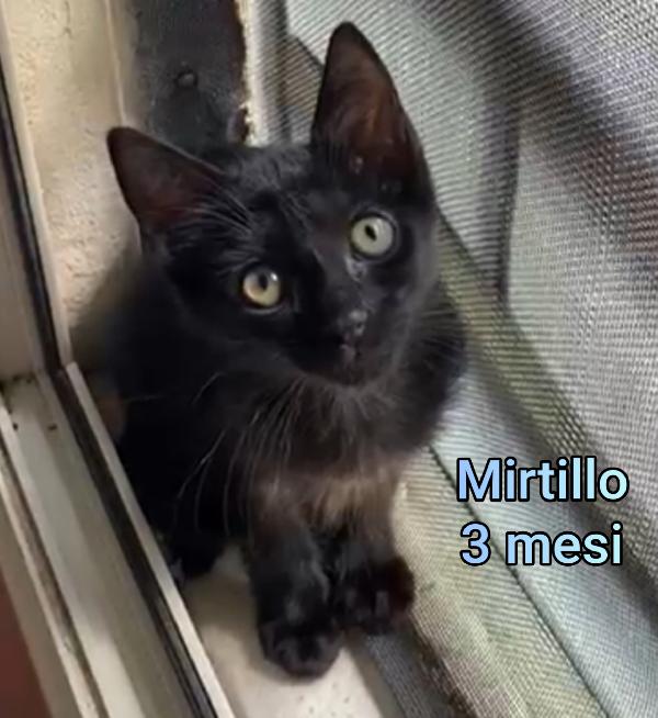 GATTINI: SIAMO AL COLLASSO! Foto 4