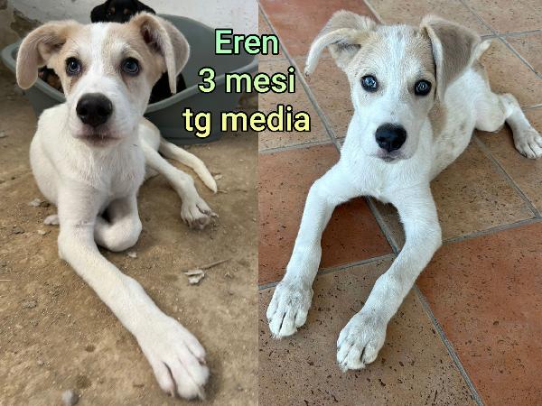 INVISIBILI CUCCIOLI: SALVATELI Foto 3