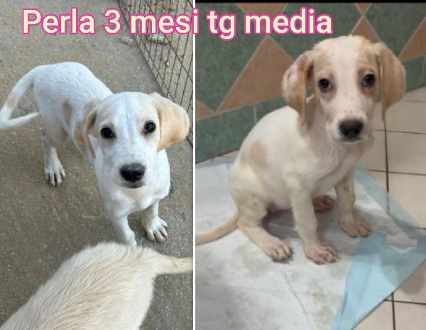 INVISIBILI CUCCIOLI: SALVATELI Foto 4