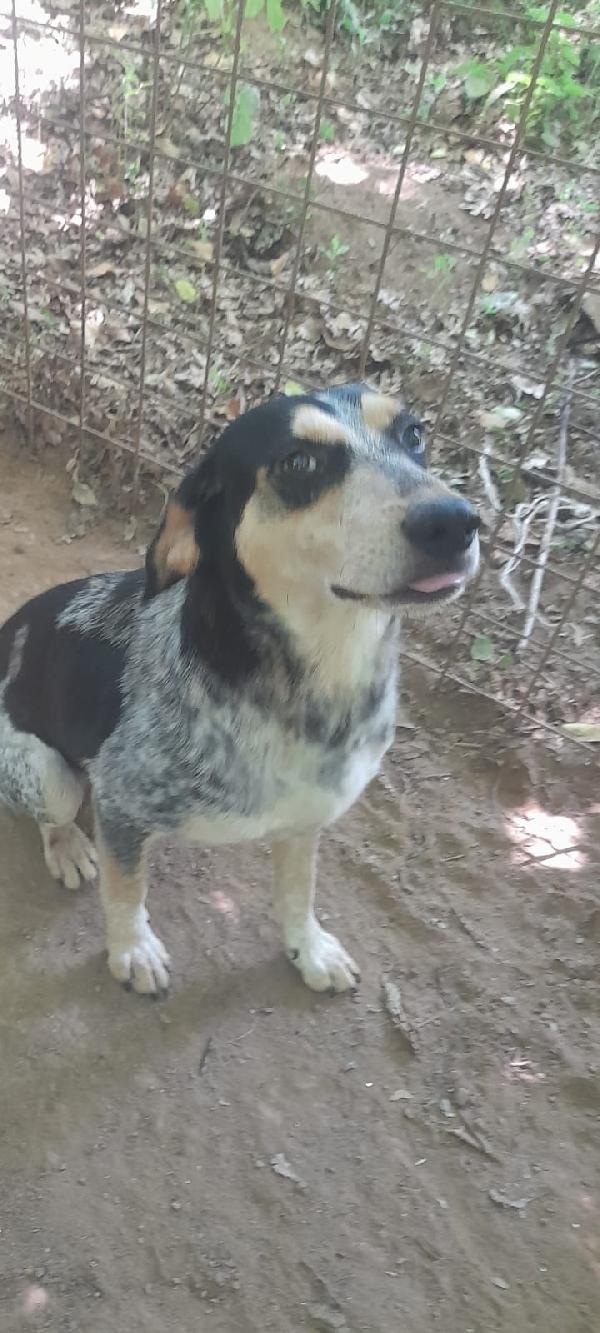 🐾💛 Romeo splendido giovanotto cerca famiglia 💕🧑🏻‍🧑🏻‍🧒🏻 Foto 8